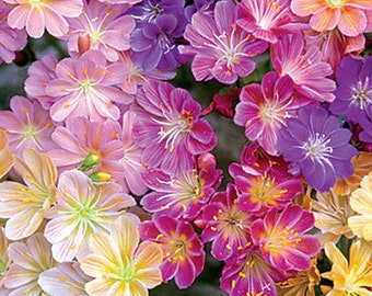 Lewisia Mixed Color seeds - 5 - 20 seeds perennial flowering Rock garden plant Succulent Cotyledon Sunset Strain hardy Zone 4-9 Perennial