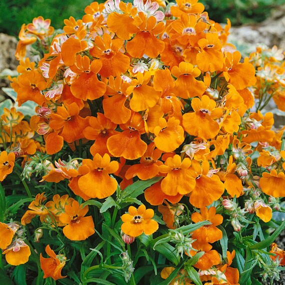 Orange Prince seed only 75 cents Shipping on single or multiple items Nemesia Strumosa