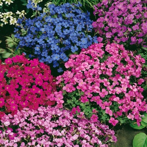 May include: A close-up of a variety of flowers in bloom. The flowers are pink, purple, and blue. The flowers are in a garden setting.