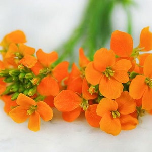 Siberian Wallflower wildflower - 25 seeds