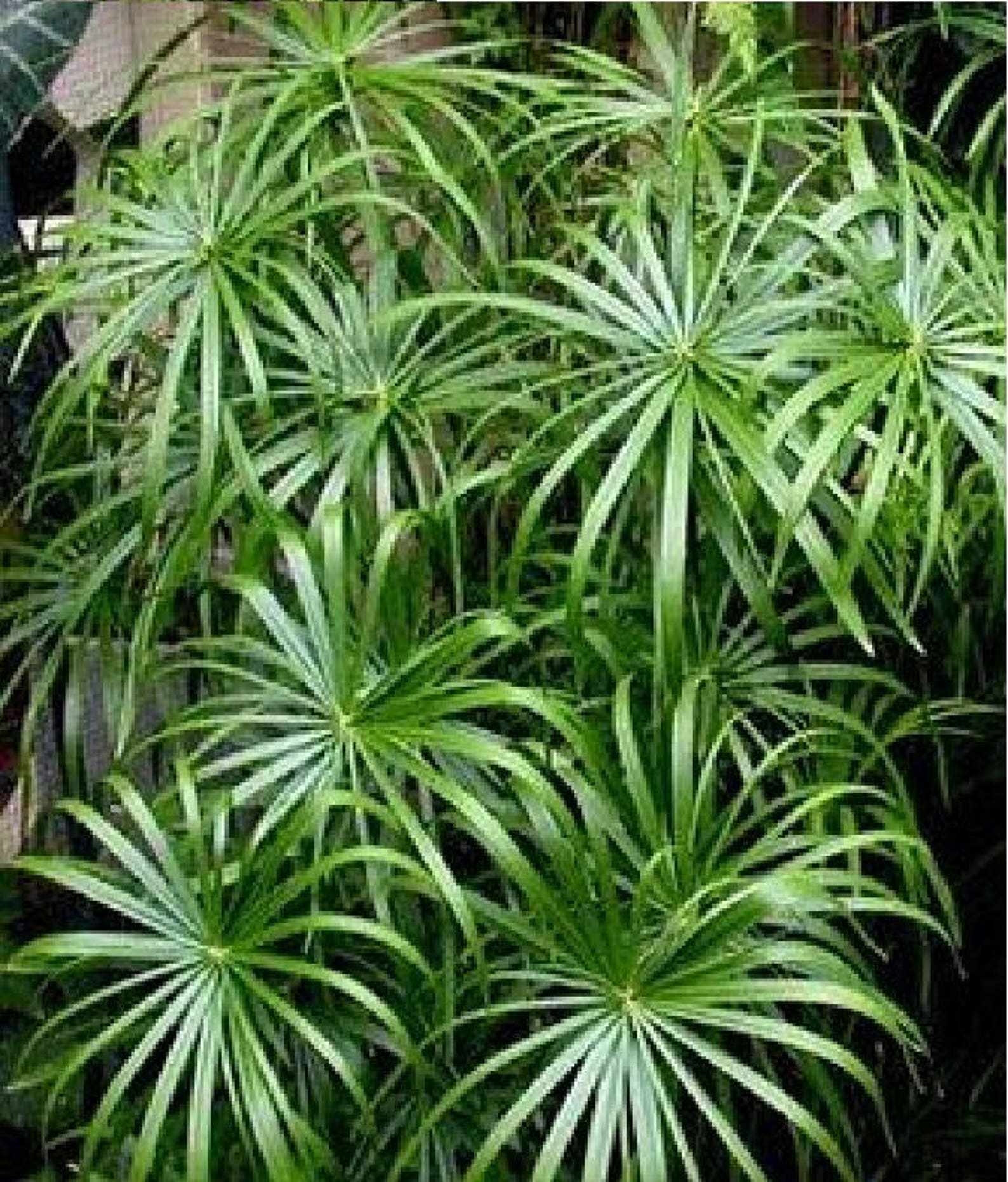 Umbrella Palm Tree 50 Seeds Cyperus Alternifolius Tropical Etsy