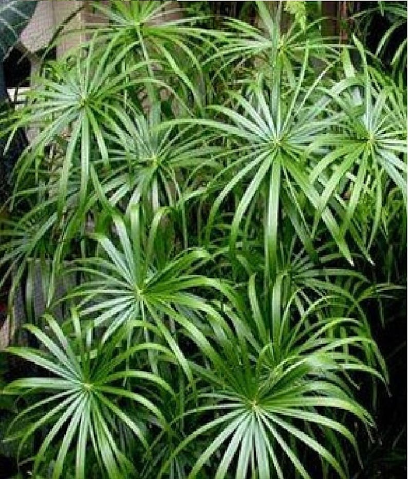 Umbrella Palm Tree 50 Seeds Cyperus Alternifolius Tropical Etsy