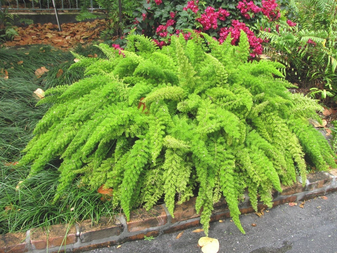 Foxtail Fern 5 Seeds Asparagus Meyeri House Plant Seed Etsy