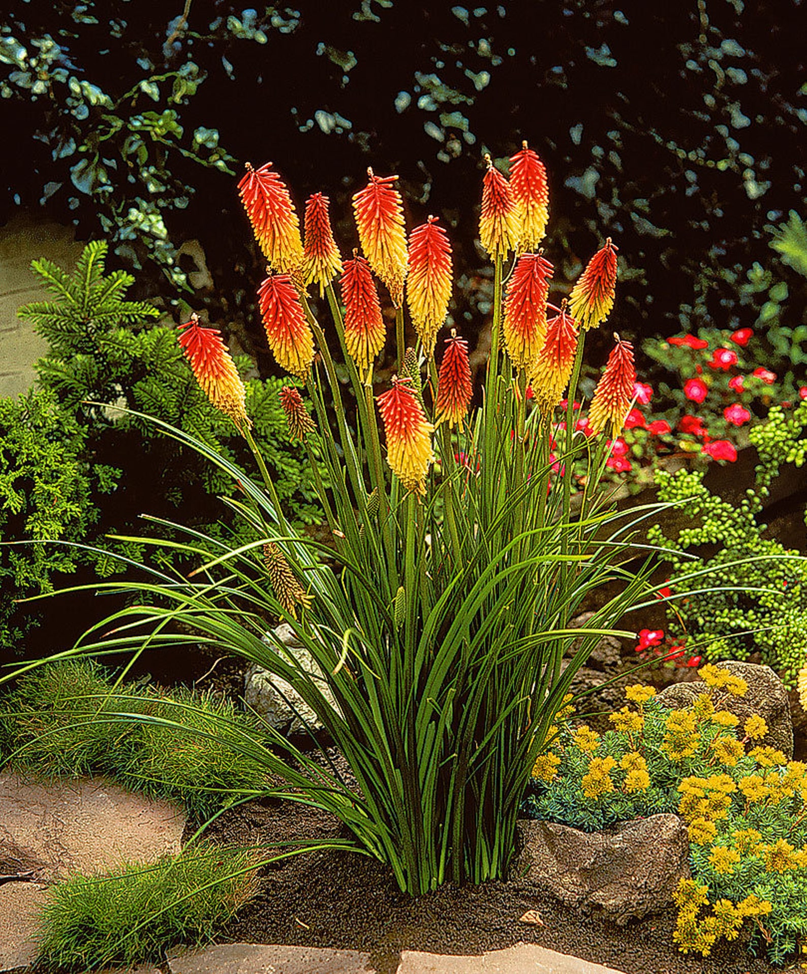 Torch Lily 50 Seeds | Etsy