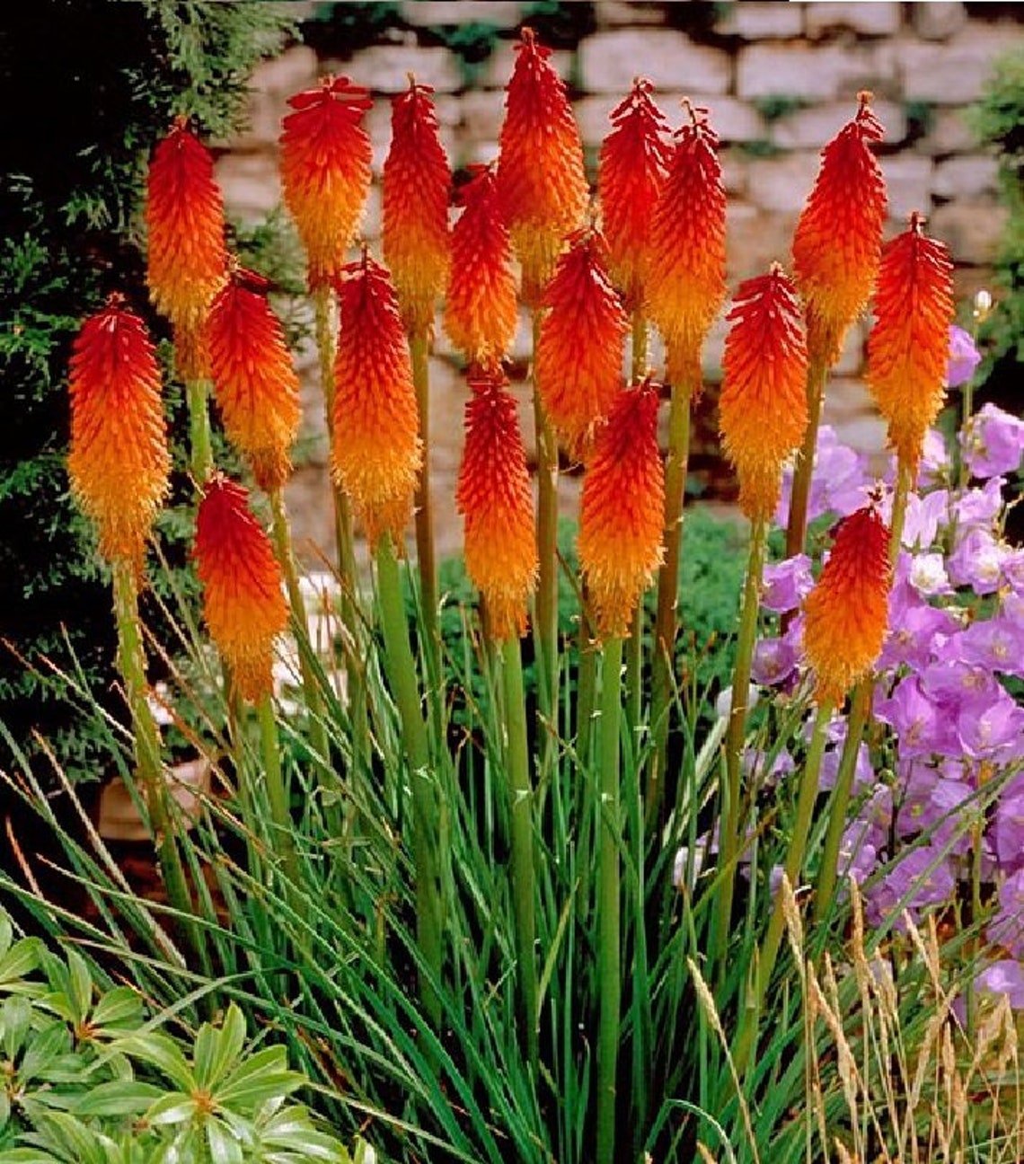 Torch Lily 50 Seeds | Etsy