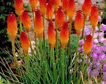 Torch Lily seed, perennial flower seed 25-1000 seeds, Kniphofia Uvaria seed