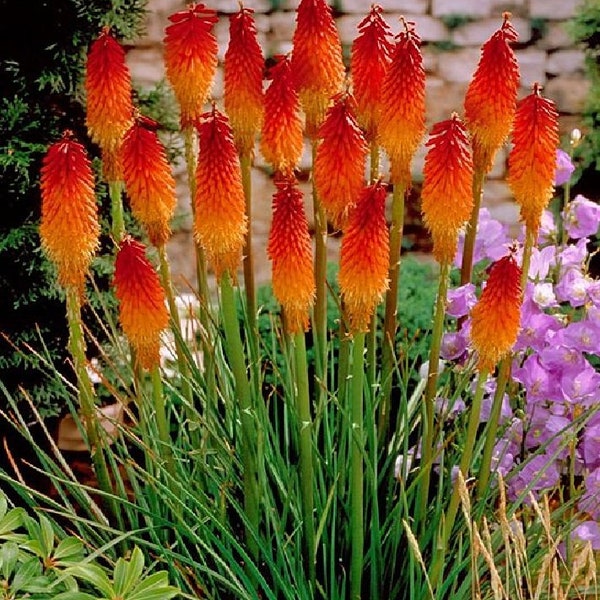 Torch Lily - 50 Seeds