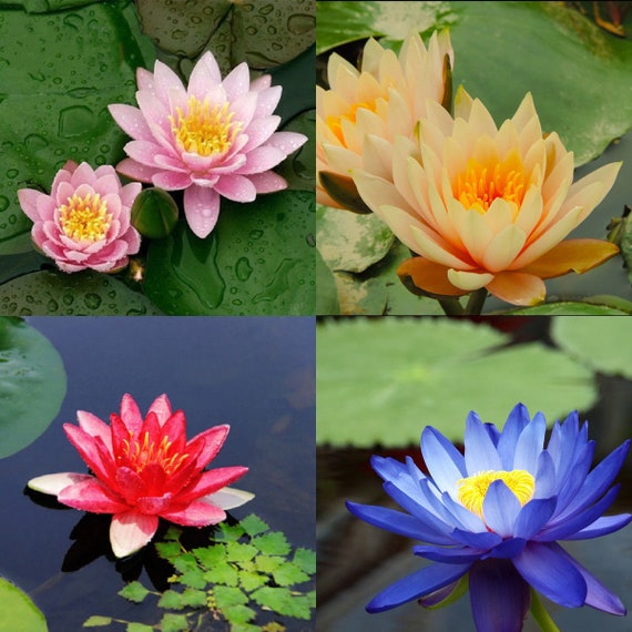 10 Blue Lotus Seeds Nelumbo Nucifera Pond Aquarium Flower Water Plant Fragrant