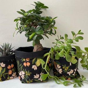 May include: Three potted plants in black fabric planters with a floral print. The plants are a succulent, a jade plant, and a ficus.
