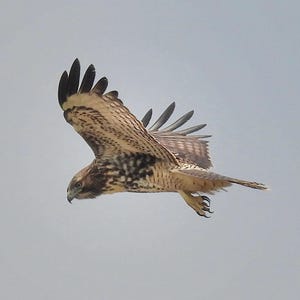 Red-tailed Hawk photo