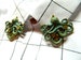 Steampunk Octopus brooch Hydra Kraken collar pin, cardigan clip, wedding boutonniere, lapel pin, hat decor, cravat, mens bolos conchos gift 