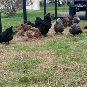Op de afbeelding: Een groep kippen van verschillende rassen, waaronder zwarte, bruine en gevlekte, verzamelen zich in een grasrijke omheining. De kippen hebben rode kammen. Een zwart hek omringt de kippen, met een voertuig en een huis op de achtergrond.