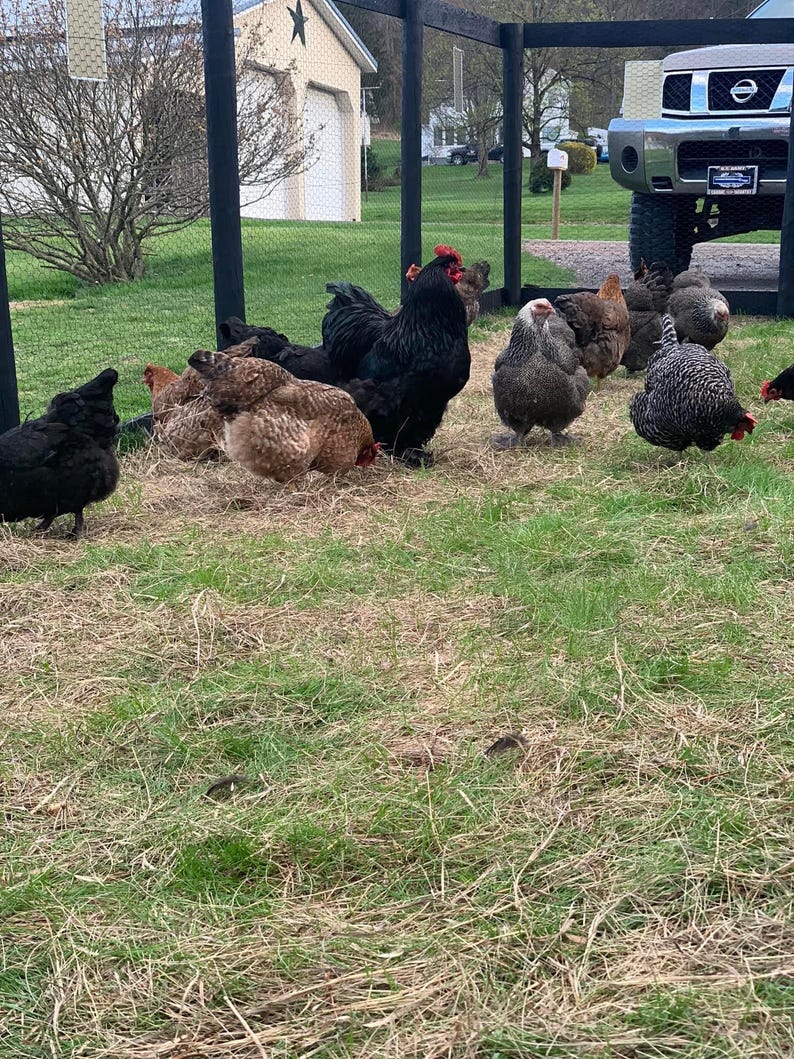 Op de afbeelding: Een groep kippen van verschillende rassen, waaronder zwarte, bruine en gevlekte, verzamelen zich in een grasrijke omheining. De kippen hebben rode kammen. Een zwart hek omringt de kippen, met een voertuig en een huis op de achtergrond.