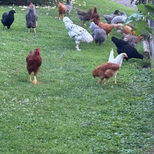 Op de afbeelding: Een groep kippen van verschillende rassen en kleuren, waaronder zwart, bruin, wit en gevlekt, staat op een groene grasveld. Sommige staan, andere zoeken naar voedsel. De sc&egrave;ne speelt zich buiten af met een natuurlijke achtergrond.
