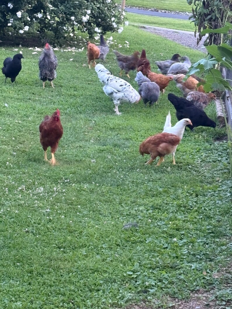 Op de afbeelding: Een groep kippen van verschillende rassen en kleuren, waaronder zwart, bruin, wit en gevlekt, staat op een groene grasveld. Sommige staan, andere zoeken naar voedsel. De sc&egrave;ne speelt zich buiten af met een natuurlijke achtergrond.