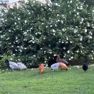 Op de afbeelding: Een weelderige groene struik met witte bloemen is de achtergrond voor verschillende kippen die op het gras grazen. De kippen hebben een verscheidenheid aan veerkleuren, waaronder zwart, bruin, grijs en oranje. Op de achtergrond is een wit gebouw te zien.