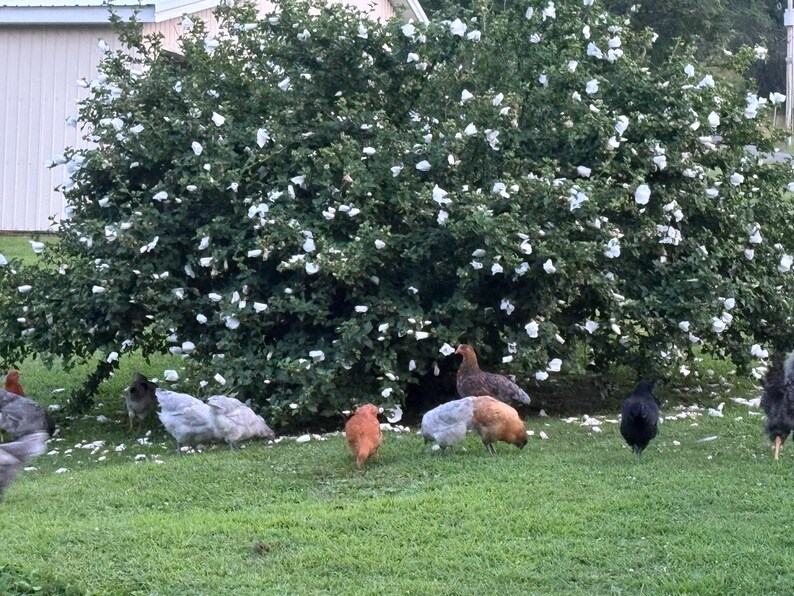 Op de afbeelding: Een weelderige groene struik met witte bloemen is de achtergrond voor verschillende kippen die op het gras grazen. De kippen hebben een verscheidenheid aan veerkleuren, waaronder zwart, bruin, grijs en oranje. Op de achtergrond is een wit gebouw te zien.