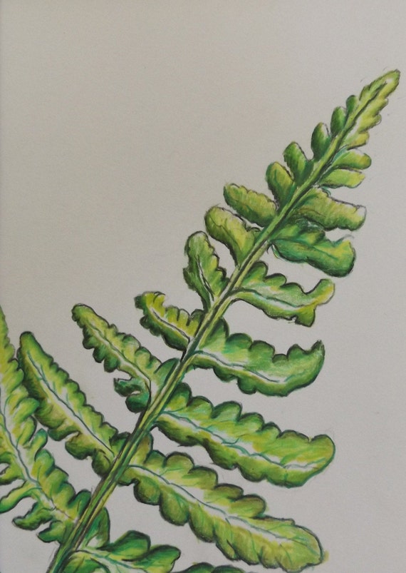Original Colour Pencil Drawing Of A Fern Leaf Etsy