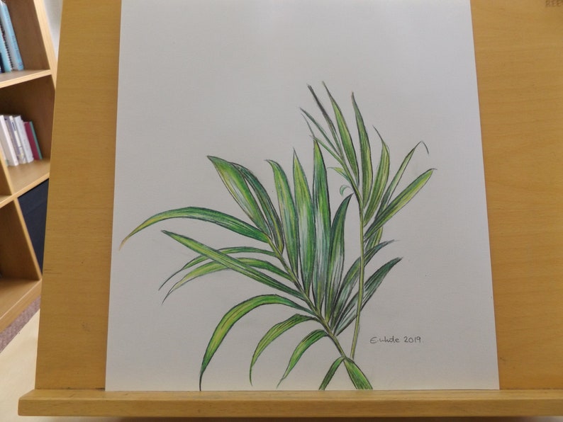 Original colour pencil drawing of a Kentia Palm