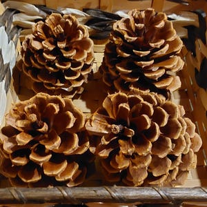 May include: Four large, brown pine cones rest inside a woven basket with a natural wood handle. The basket has a decorative pattern of light and dark wood pieces. The pine cones are a warm, earthy brown color.