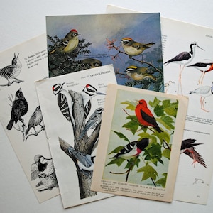 May include: A collection of vintage bird illustrations, including a black and white drawing of a wren, a black and white drawing of a woodpecker, a color illustration of a scarlet tanager, and a color illustration of a tree climber. The illustrations are printed on paper and have a vintage aesthetic.