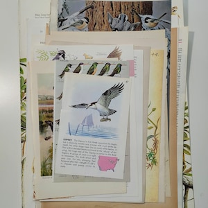May include: A collection of vintage bird illustrations and text about the Osprey, a type of fish hawk. The illustrations are in various colors, including brown, black, white, and green. The text describes the Osprey's physical characteristics and nesting habits. The text also includes the phrase "The Osprey or Fish Hawk resembles the Eagle, but is distinctly smaller and slimmer with much white beneath."