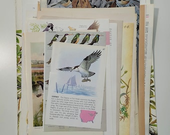 Bird Themed Vintage Paper Pack