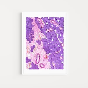 Parotid gland art printable, salivary gland histology, pathology wall decor, histology printable, medical office wall decor, science poster