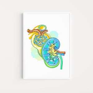 Lámina de anatomía renal: Póster de biología, regalo de nefrología (descarga digital)
