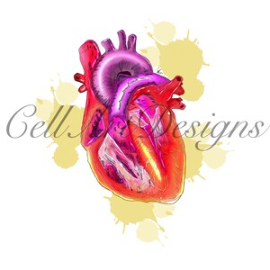 May include: Anatomical illustration of a human heart in shades of red and pink, with a purple top. The heart is set against a white background with yellow paint splatters. The text "Cell Designs" is in the lower left corner.
