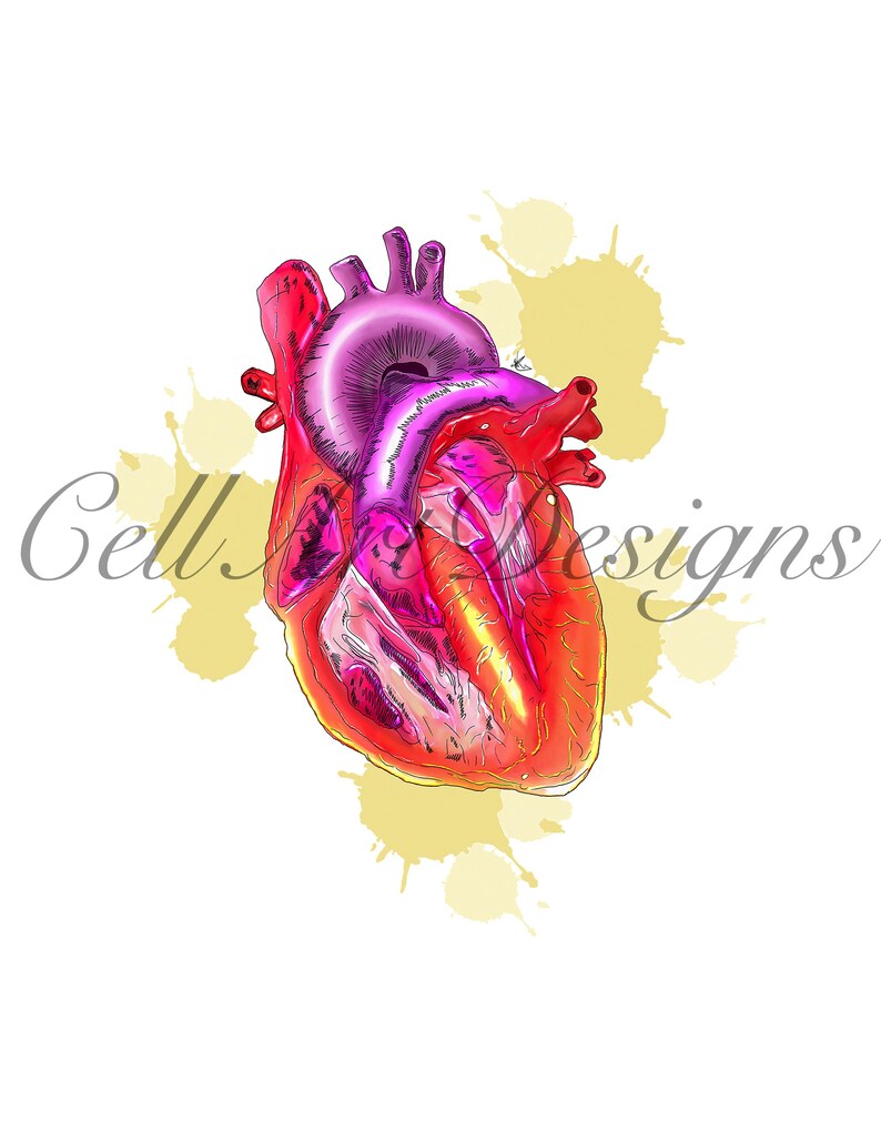 May include: Anatomical illustration of a human heart in shades of red and pink, with a purple top. The heart is set against a white background with yellow paint splatters. The text "Cell Designs" is in the lower left corner.