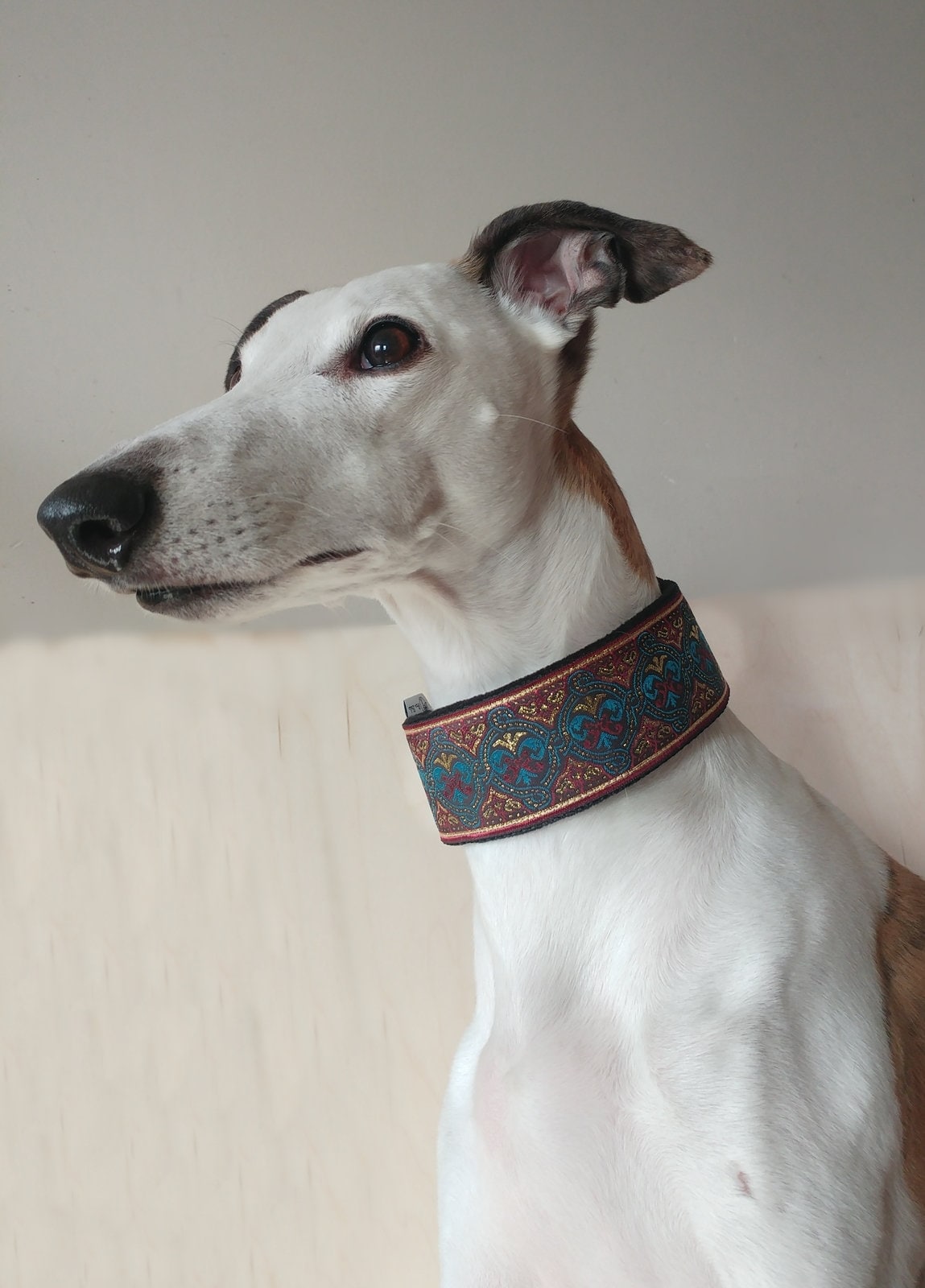 Best collars top for greyhounds