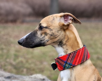 Comfortable, soft, velvet, elegant martingale dog collar. Whippet collar, greyhound collar, galgos, ig collar, tartan velvet