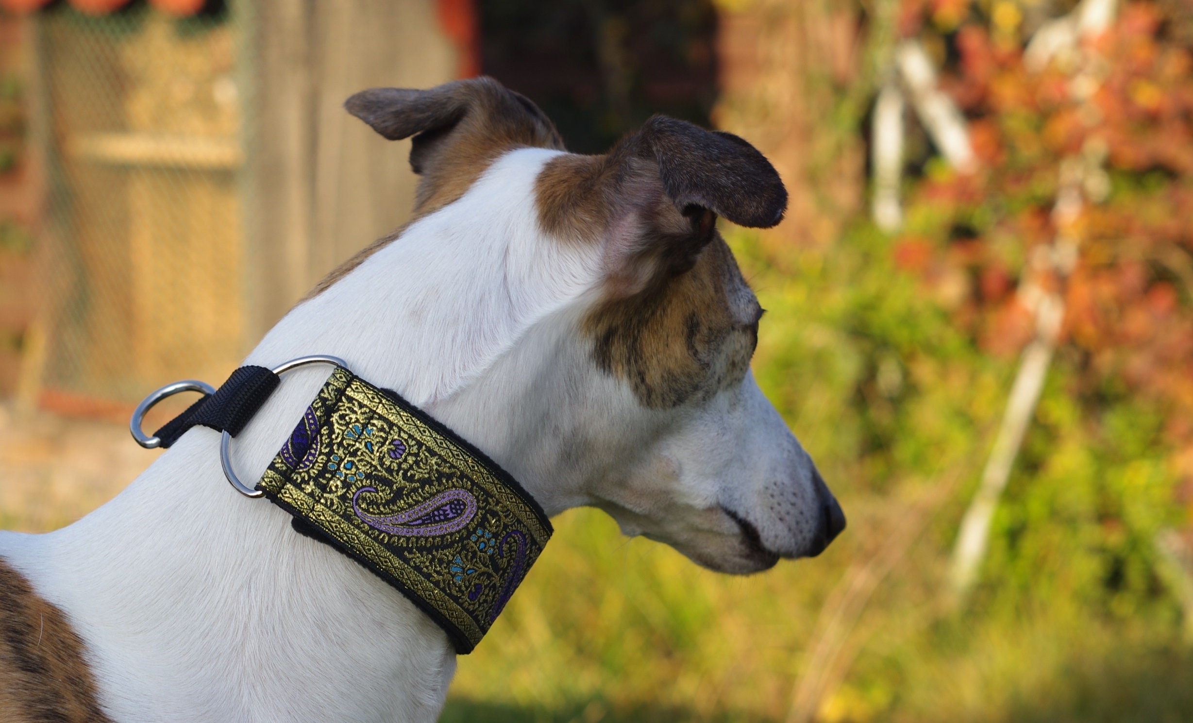 Martingale collar whippet greyhound dog collar soft Etsy