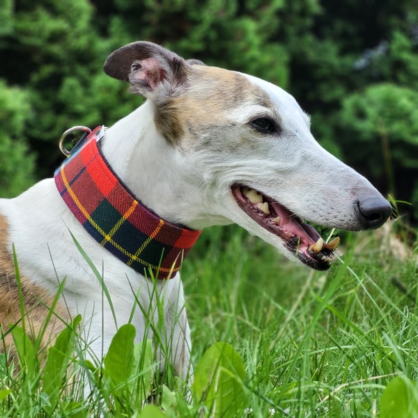 Comfortable, thick and soft, wool elegant, wide martingale dog collar. Whippet collar, greyhound collar, sighthound collar. Tartan pattern.