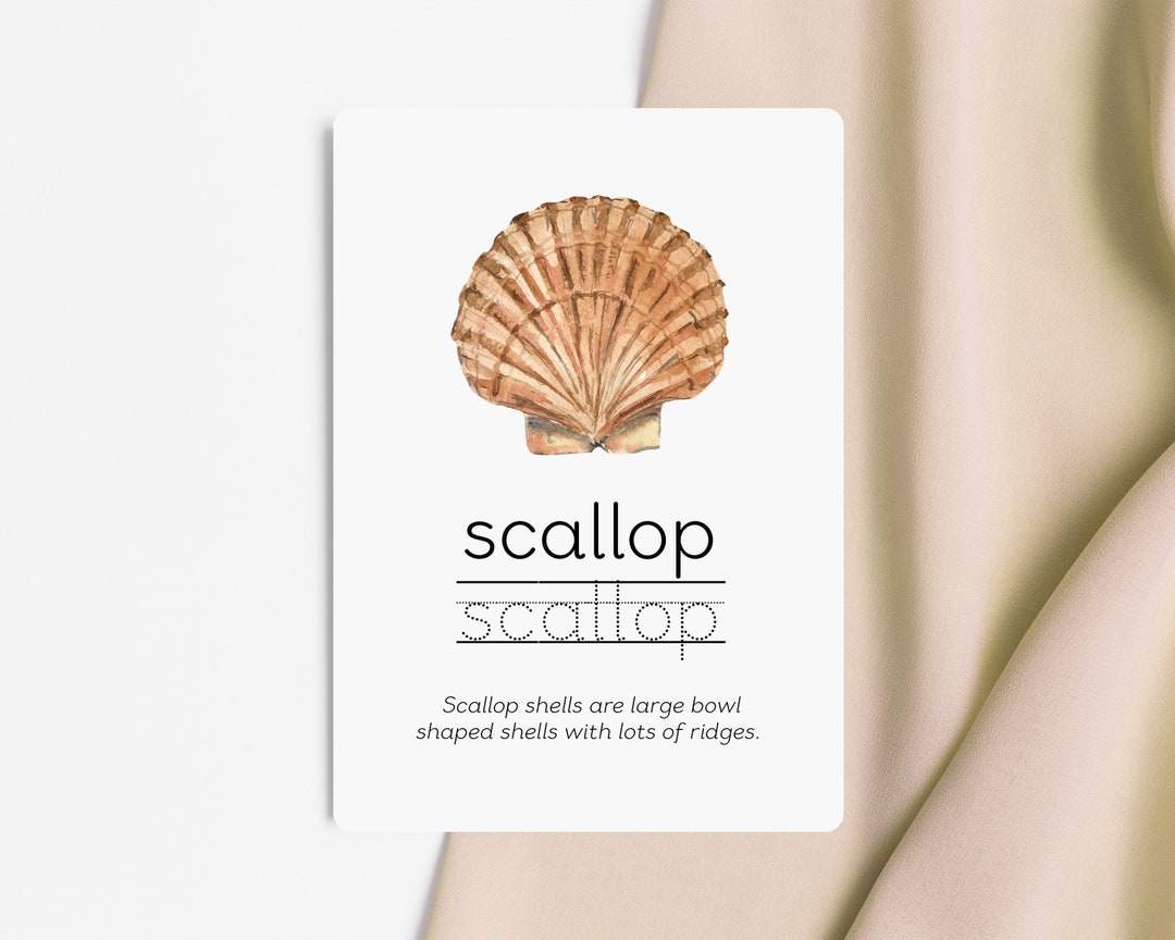 Common Shells Flashcards Shell Identification Educational - Etsy