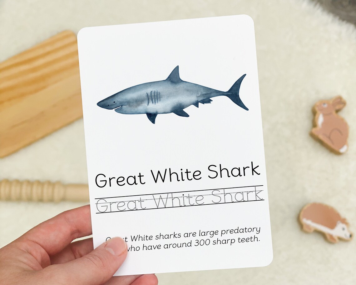 Shark Flashcards Sharks Educational Resources Montessori Etsy