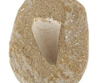 Fossil Mosasaur Tooth on Matrix