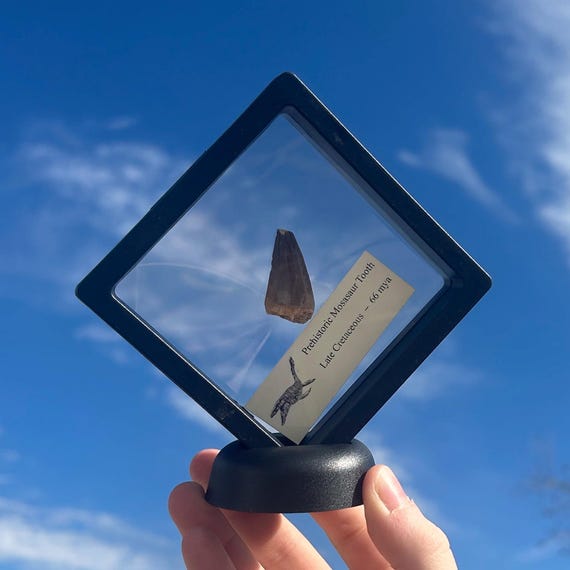 Medium Authentic Real Prehistoric Fossil Mosasaur Dinosaur Tooth Fossilized w/ 3d Frame | Late Cretaceous 98 to 66 million years