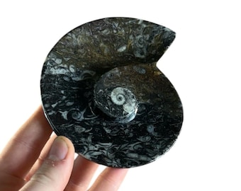 Small Ammonite Shaped Goniatite/Ammonite Dish