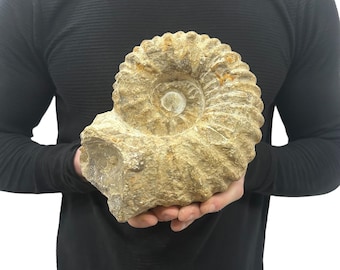 Large Real Fossilized Authentic Ammonite 8” 7.90 lbs Home or Office Decor Gift w/ Metal Stand