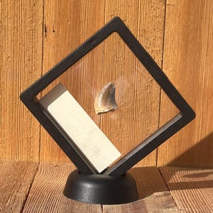 May include: A fossilized shark tooth displayed in a black diamond-shaped display case with a white card inside.