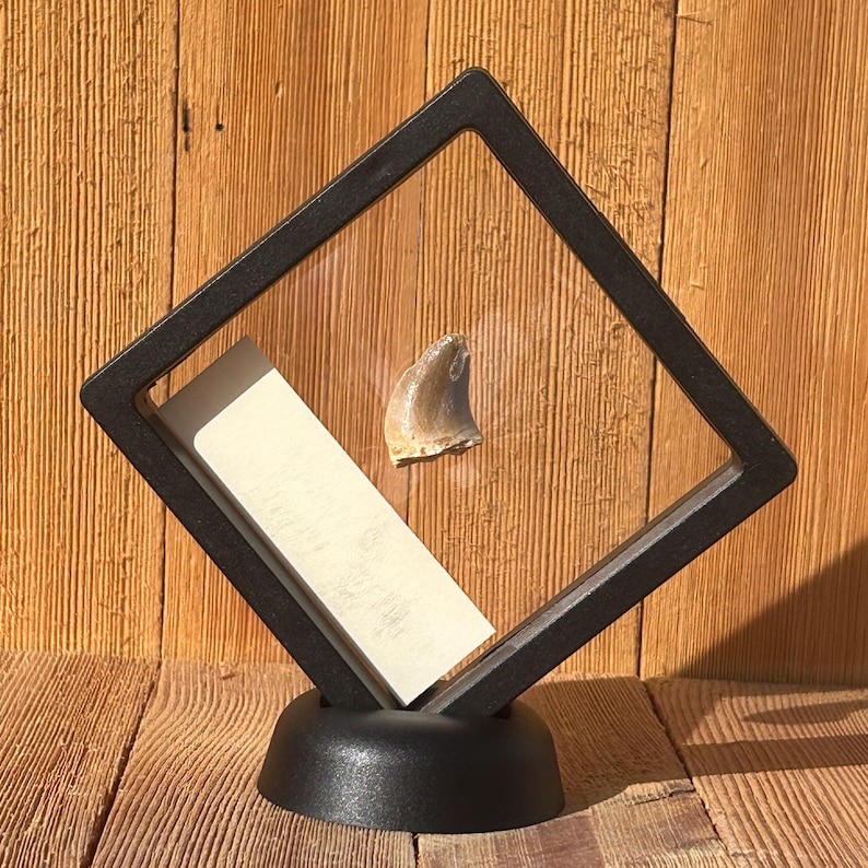 May include: A fossilized shark tooth displayed in a black diamond-shaped display case with a white card inside.