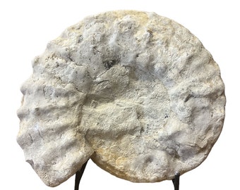 Medium Real Fossilized Texas Ammonite 6.5”  3.20 lbs w/ medium stand