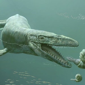 May include: A prehistoric marine reptile, a plesiosaur, with a long neck and sharp teeth, swims through the water with its mouth open, chasing a squid and an ammonite. The water is a light blue-green color, and there are many small fish swimming in the background.