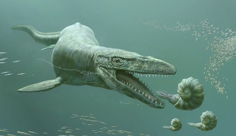 May include: A prehistoric marine reptile, a plesiosaur, with a long neck and sharp teeth, swims through the water with its mouth open, chasing a squid and an ammonite. The water is a light blue-green color, and there are many small fish swimming in the background.
