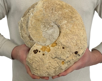 Large Natural Real Fossilized Texas Ammonite 11” 14 lbs Limestone