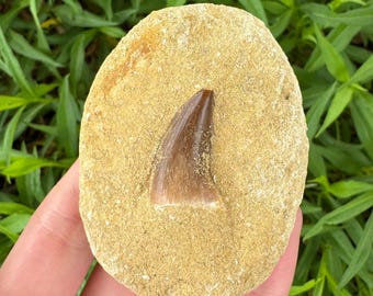 Authentic Real Fossil Mosasaur Tooth in Matrix Rock