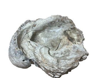 Fossilized Oyster Shell