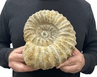 Large Real Fossilized Authentic Ammonite 8” 7.90 lbs Home or Office Decor Gift w/ Metal Stand